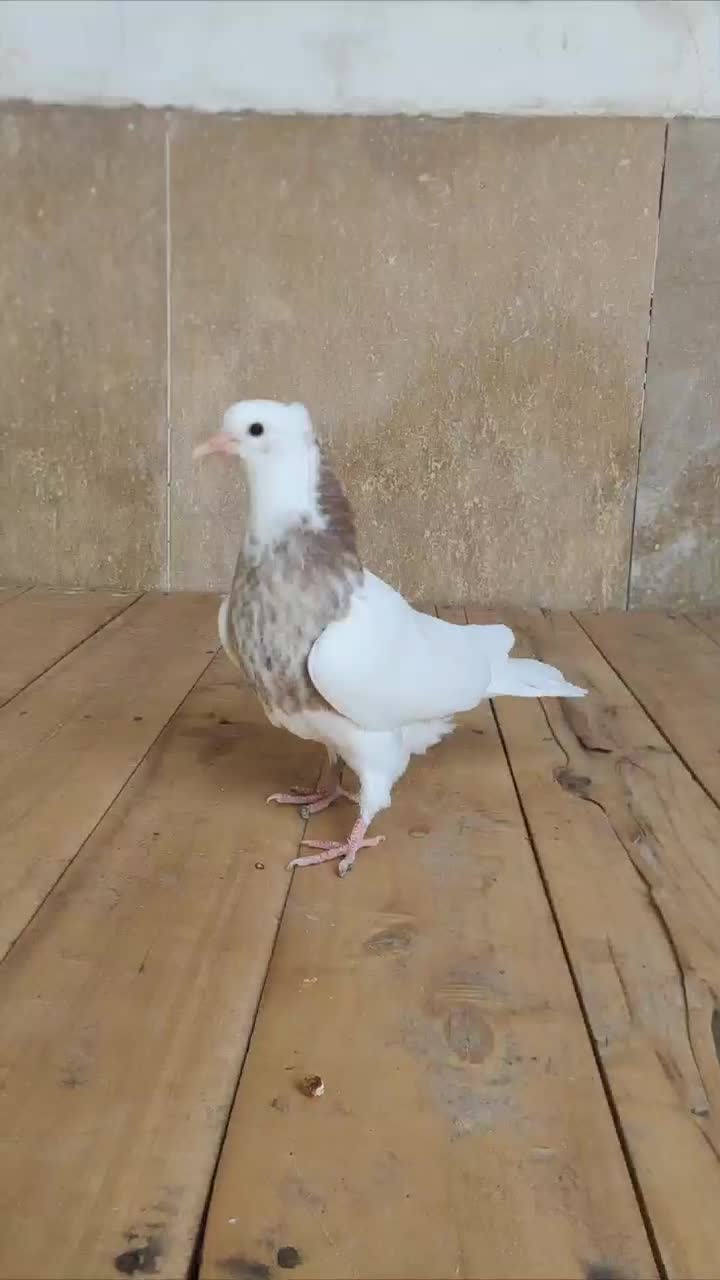 طوقی نر|پرنده|شهرضا, |دیوار