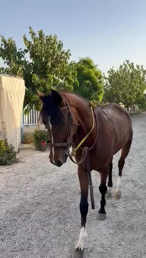 اسب عرب|اسب و تجهیزات اسبسواری|شهریار, شهرک شاهد|دیوار