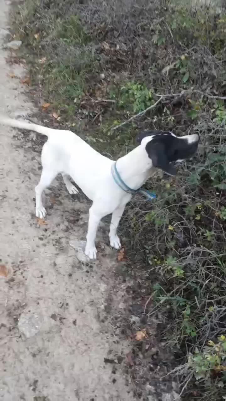 پوینتر انگلیس آلمان|سگ|رامیان, |دیوار