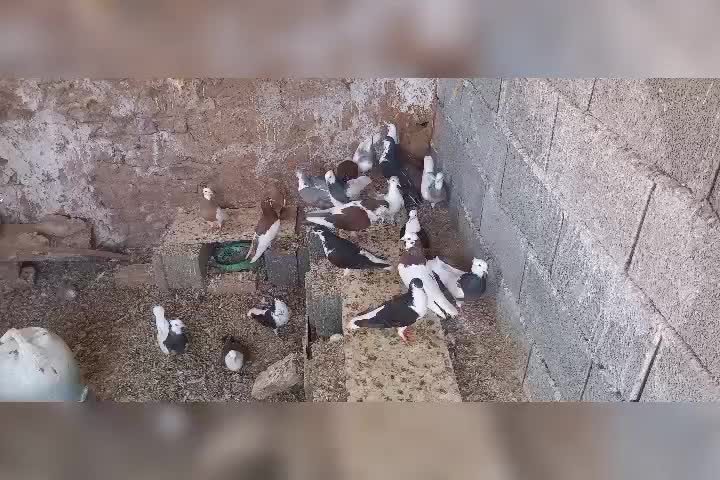 کفترخوب وعالی|پرنده|داورزن, |دیوار