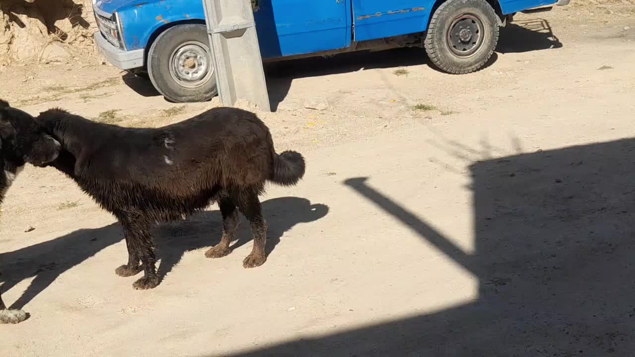 سگ روزگاری اصل جنس|سگ|فلارد, |دیوار