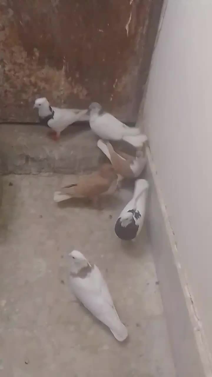 شش تا رنگه|پرنده|تربتحیدریه, قاسم آباد|دیوار