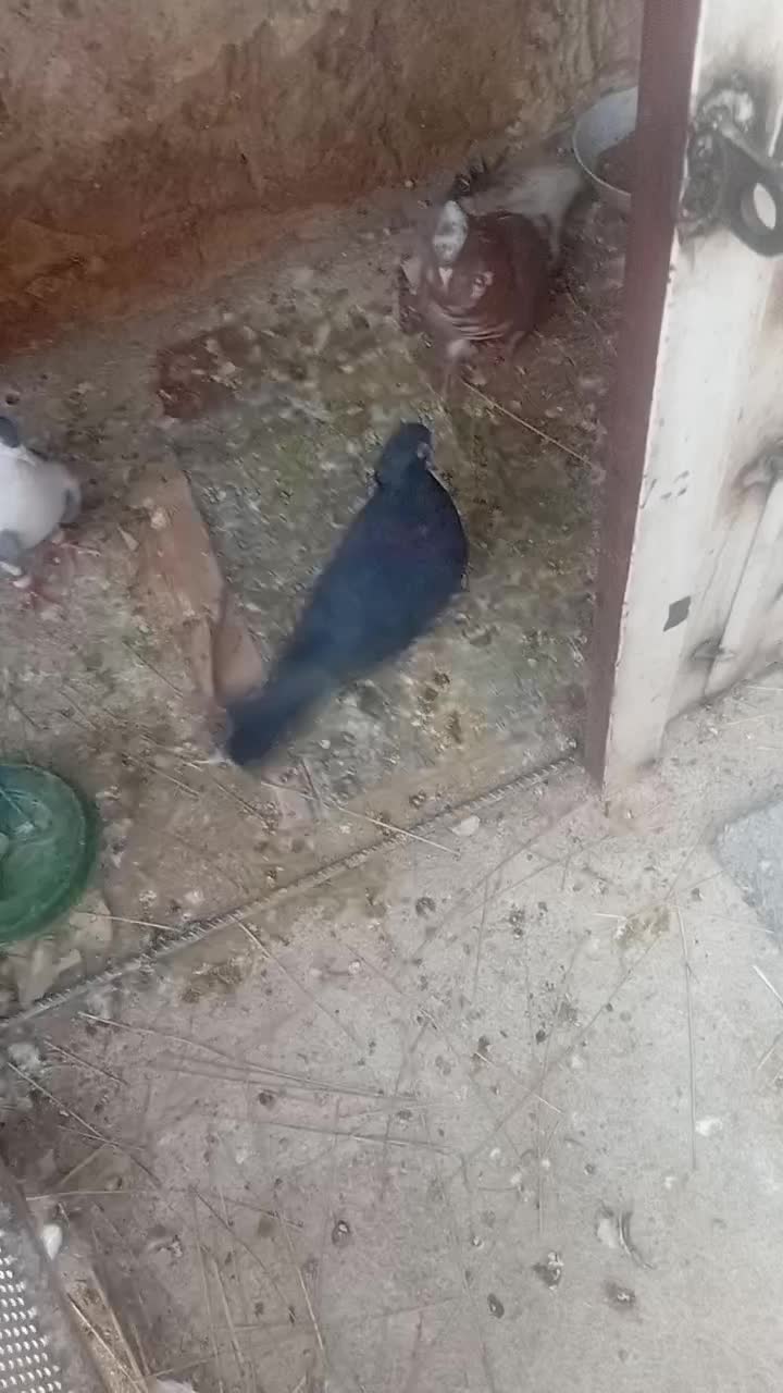 کبوتر|پرنده|ایذه, |دیوار