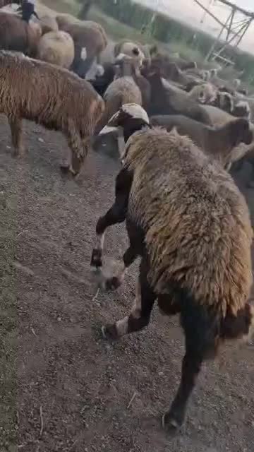 نرمیش|حیوانات مزرعه|اندیمشک, |دیوار