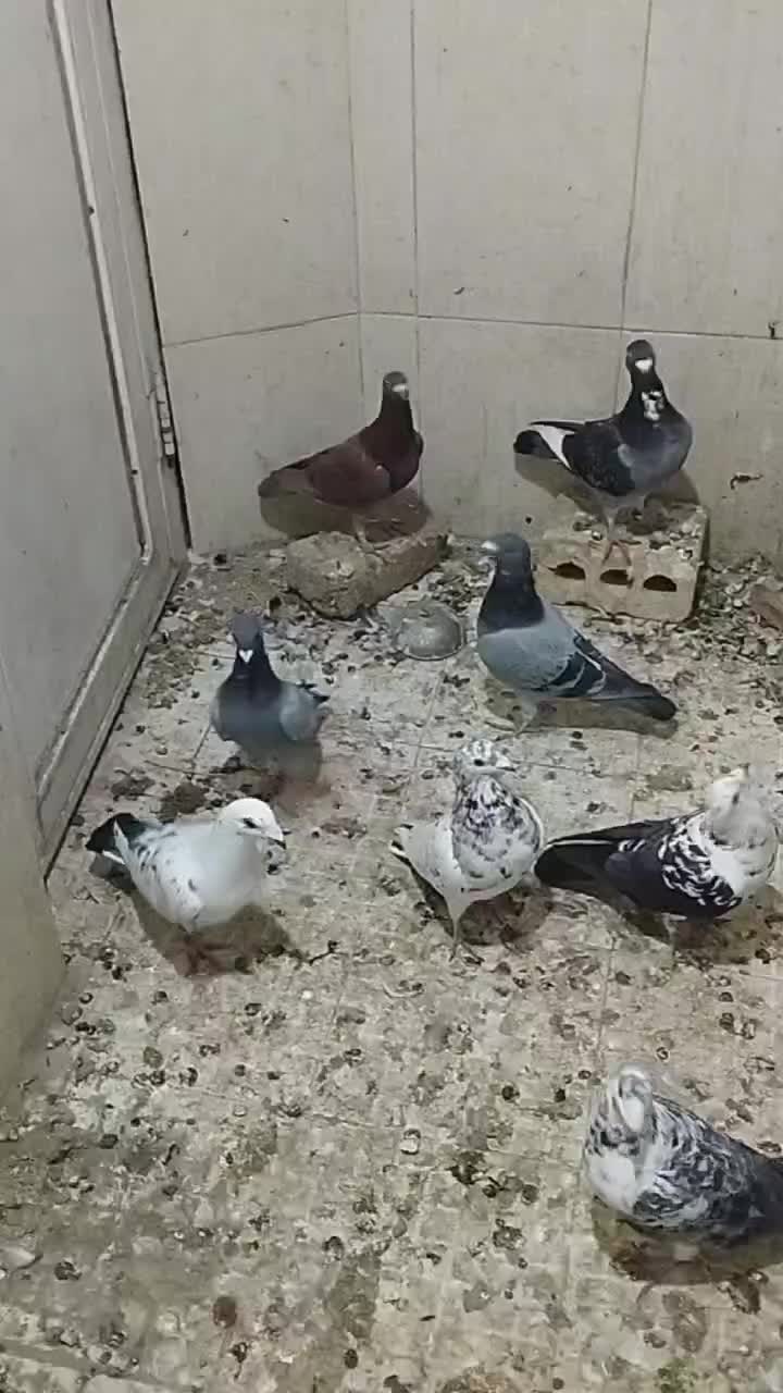 کبوتر|پرنده|مشهد, پارک کوهستان|دیوار