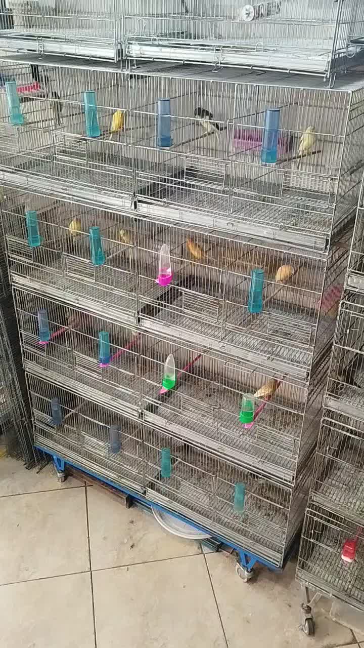 قناری نر و ماده|پرنده|قرچک, باقرآباد|دیوار