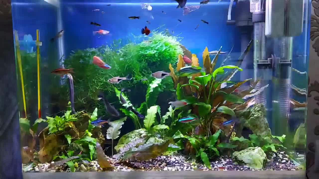 آکواریوم گیاهی|ماهی|همدان, |دیوار