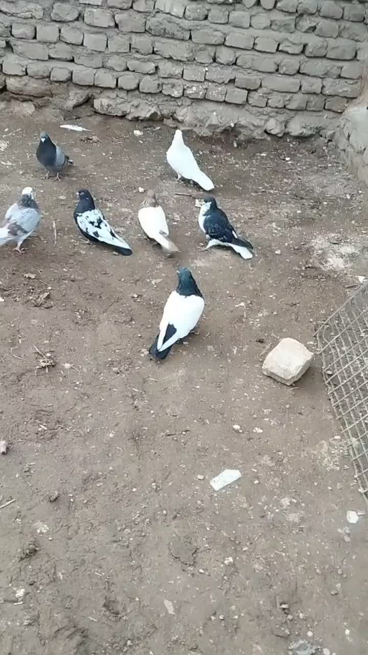 کبوتر رنگی تهرانی|پرنده|قیدار, |دیوار