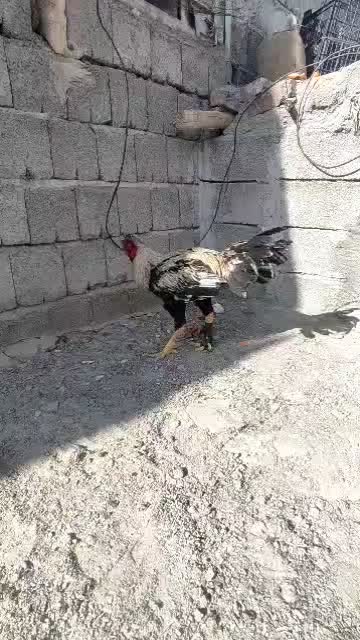 حروس|حیوانات مزرعه|سراوان, |دیوار