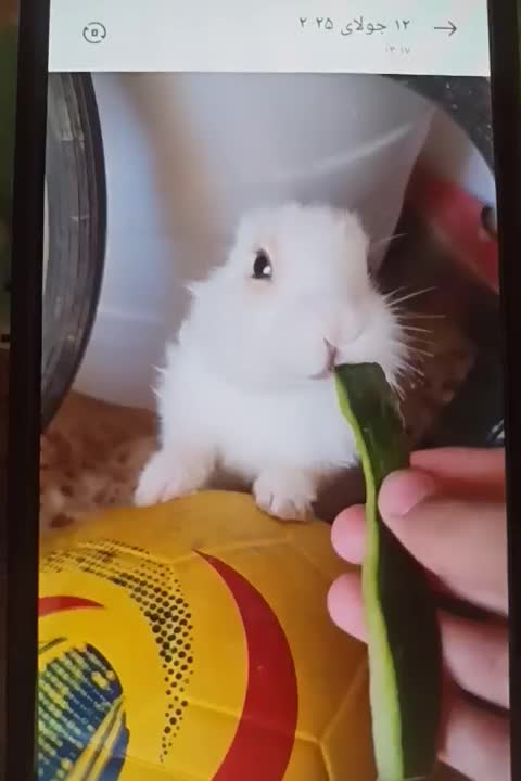 گمشده|حیوانات|سنندج, |دیوار