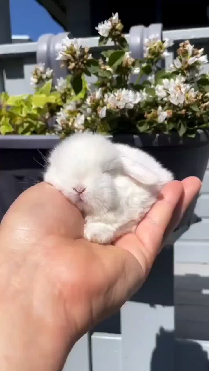 خرگوش فرانسوی عروسکی|موش و خرگوش|گرگان, |دیوار