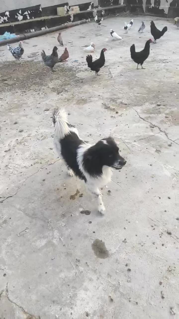 سگ خانگی|سگ|اهرم, |دیوار