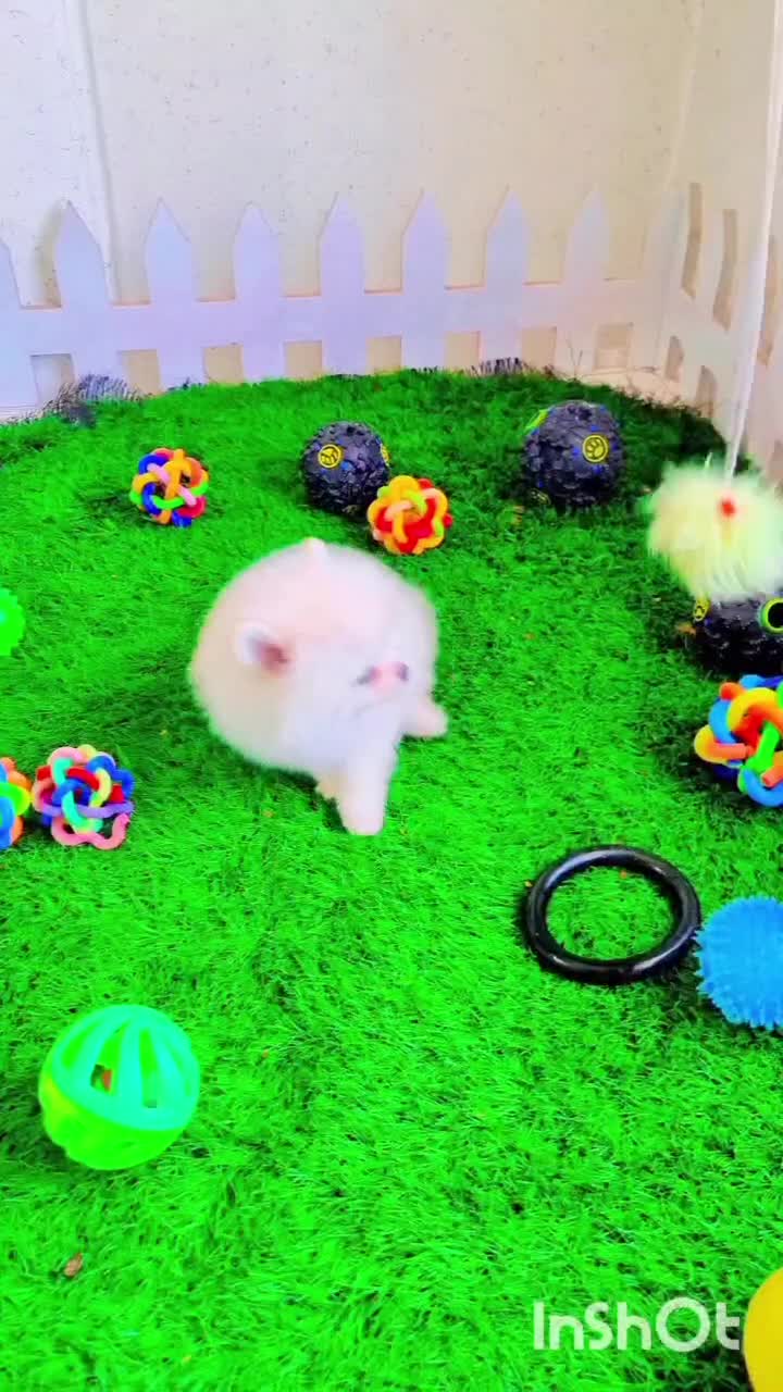 پامرانین خرسی عروسکی|سگ|اصفهان, فرهنگیان|دیوار