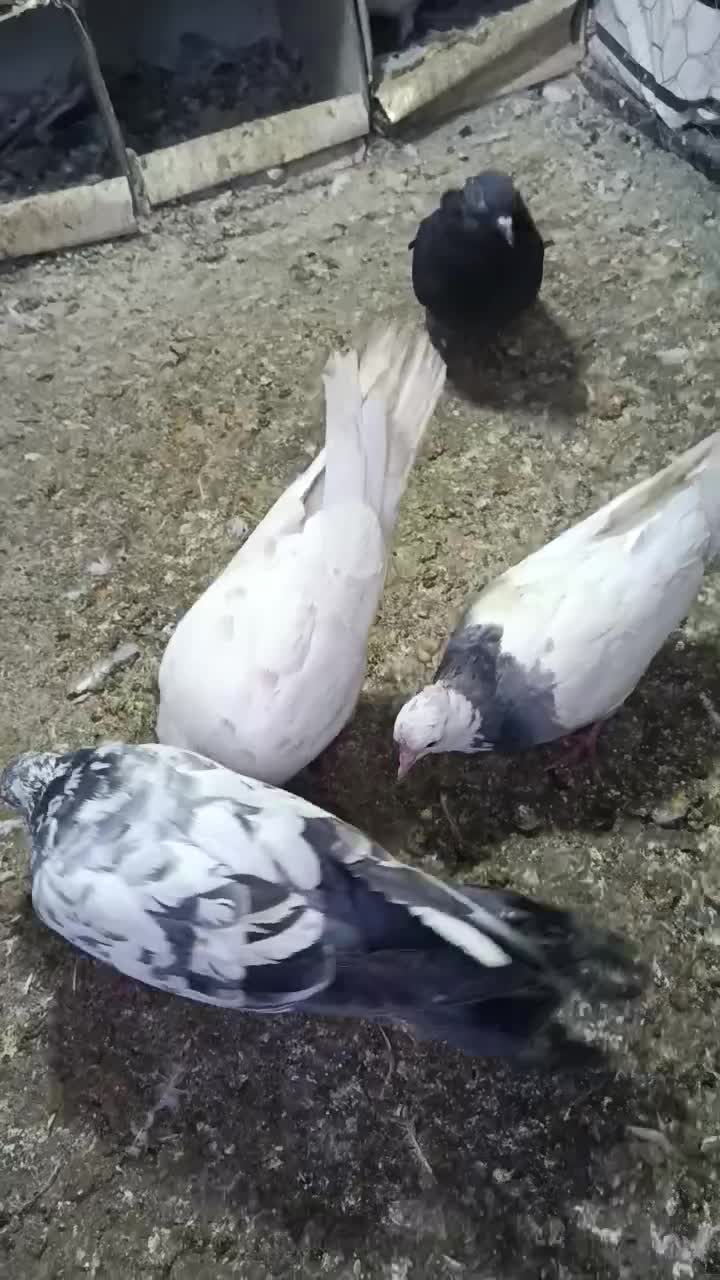 کبوتر|پرنده|بیستون, |دیوار