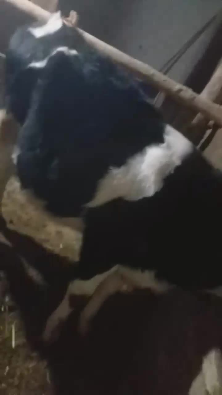 گوساله|حیوانات مزرعه|قیدار, |دیوار