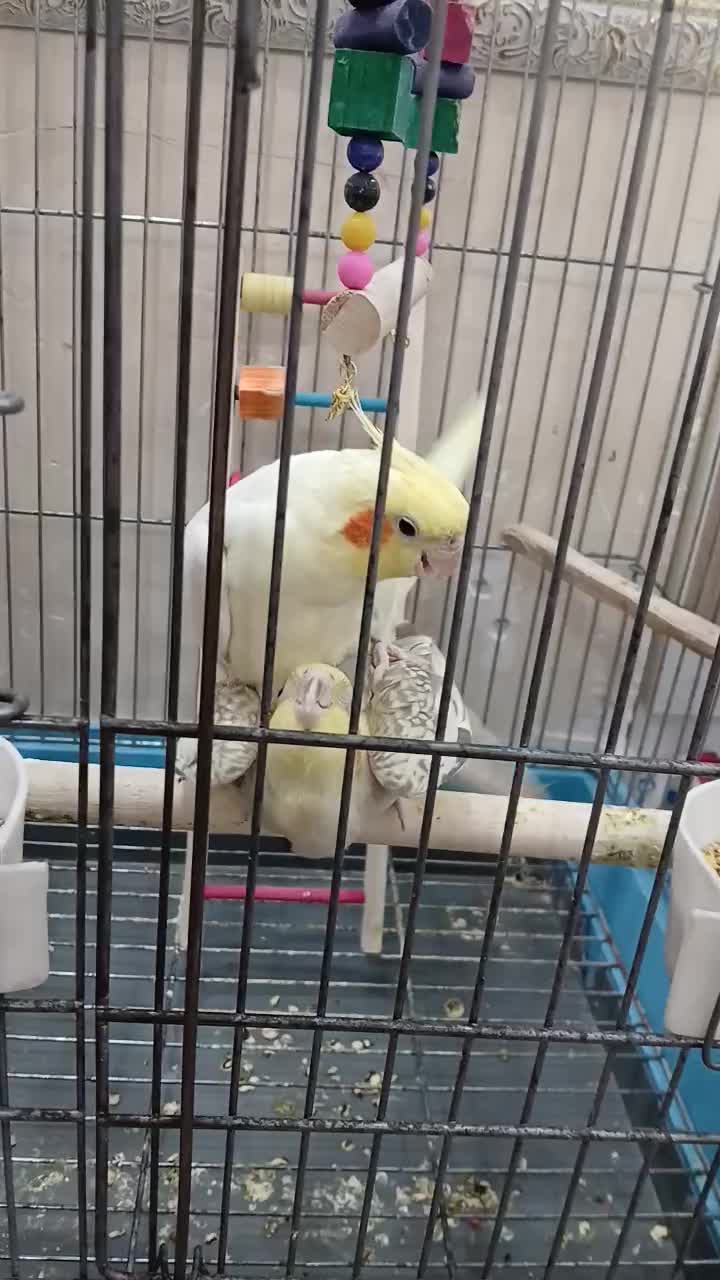 جفت عروس هلندی|پرنده|اهواز, گلستان|دیوار