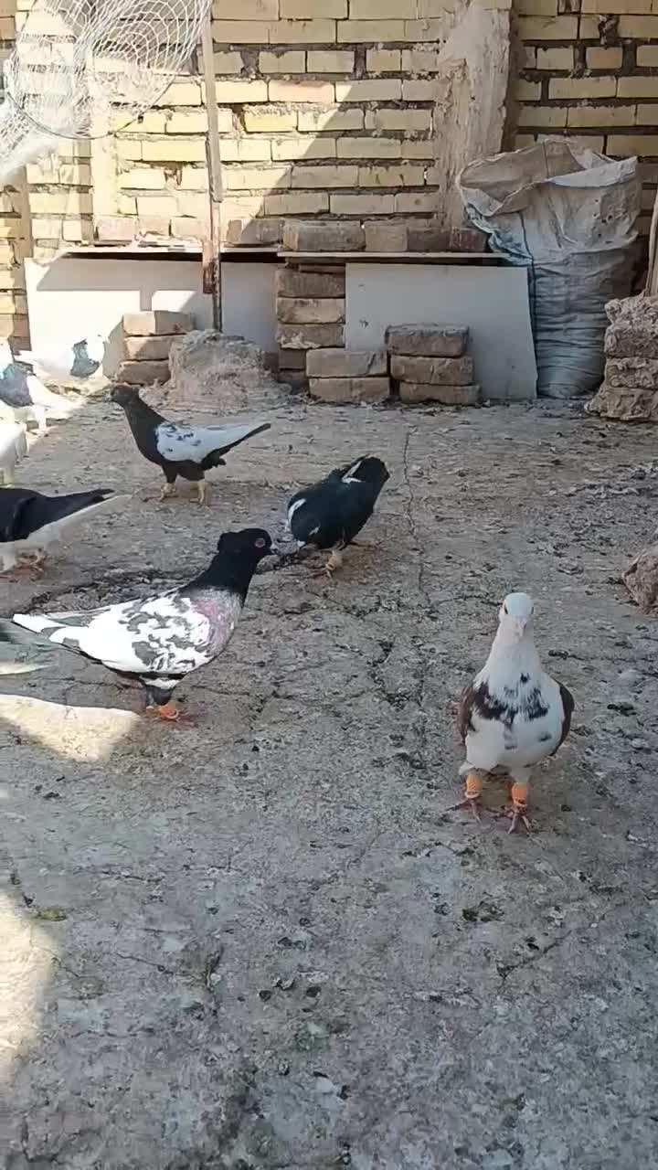 کفتر|پرنده|نصر آباد, |دیوار