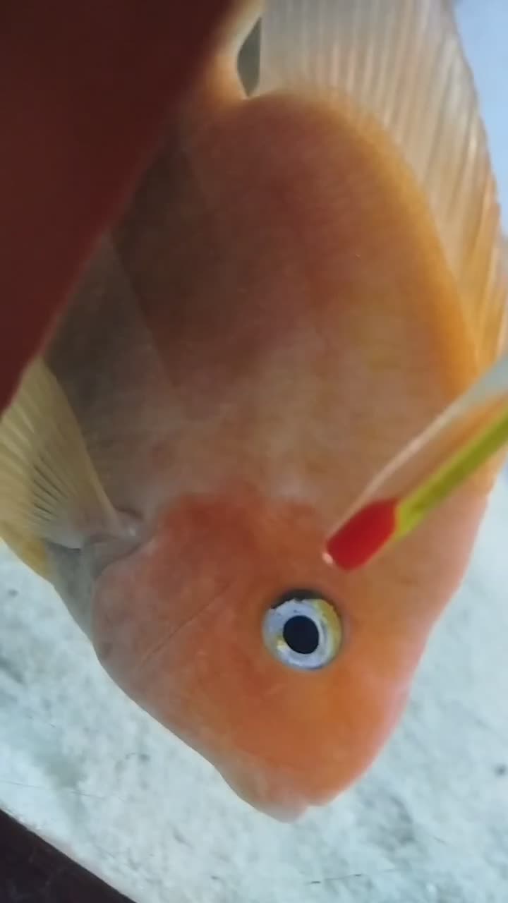 پرت|ماهی|اردبیل, |دیوار