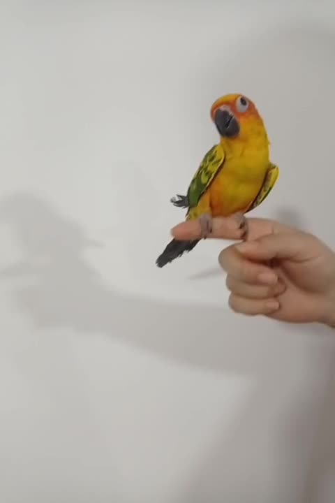 طوطی خورشیدی سان کانور|پرنده|کلاردشت, |دیوار