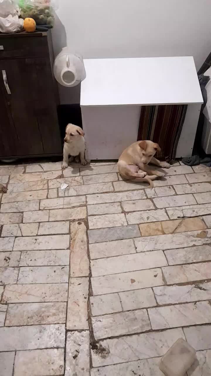 سگ پا کوتاه|سگ|قرچک, شهرک گلها|دیوار