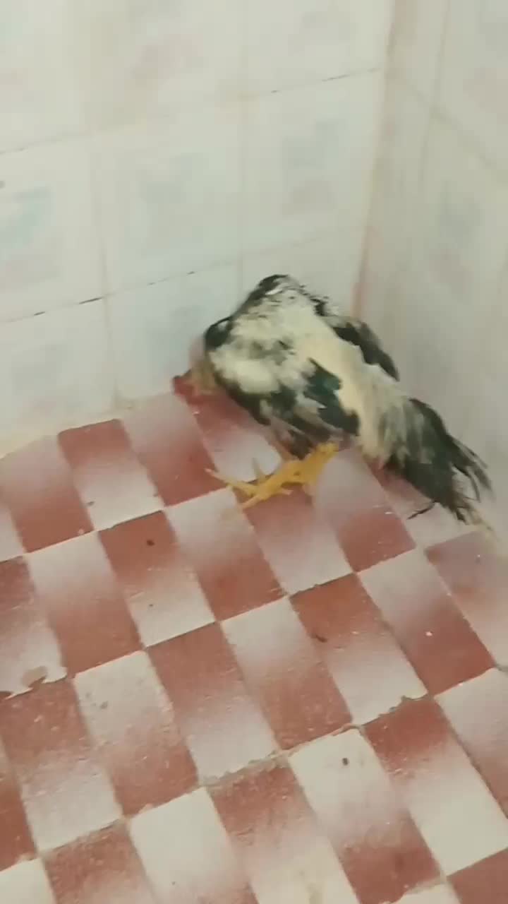 لار|حیوانات مزرعه|کهنوج, |دیوار