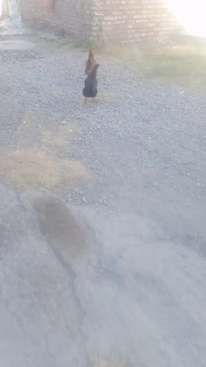 مرغ خروس مصری|حیوانات مزرعه|یامچی, |دیوار