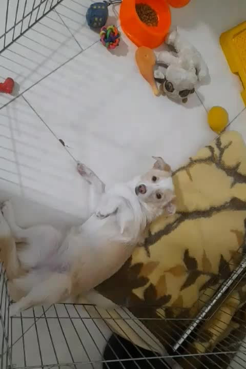 اشپیتز|سگ|اندیشه, شهرک المهدی|دیوار