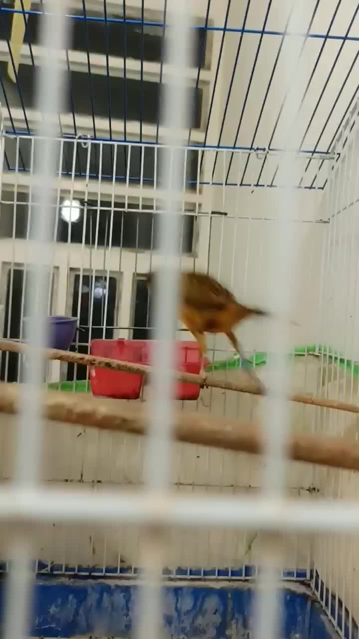 قناری نر|پرنده|بوشهر, |دیوار