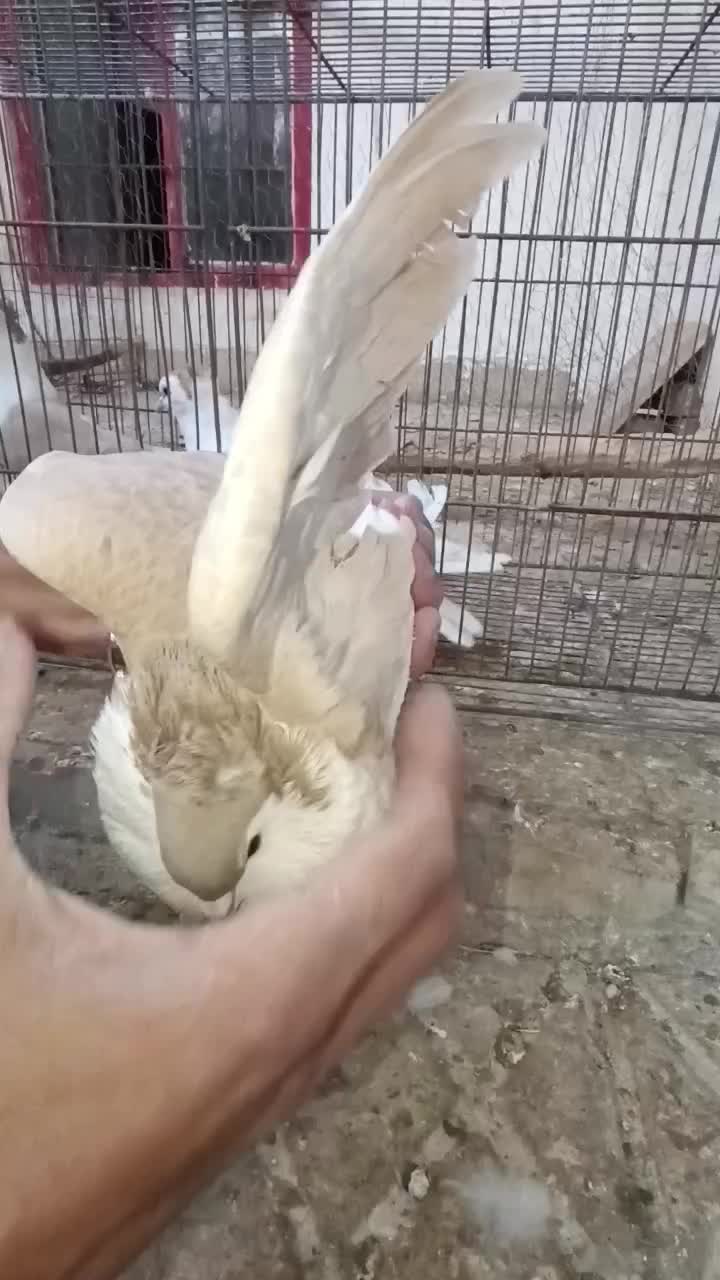 کبوتر ساده زرد کاکولی ذات ۷رنگ|پرنده|اسفراین, |دیوار