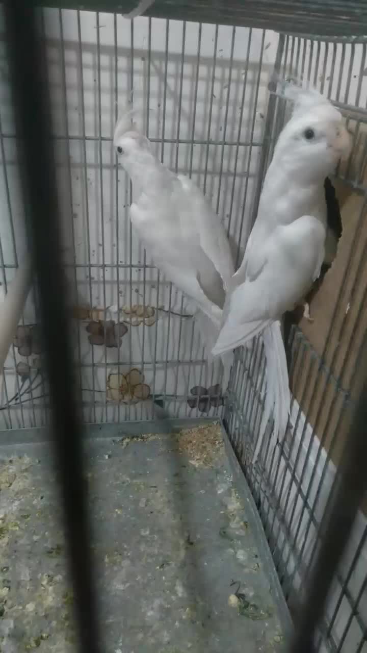 جفت عروس هلندی مولد|پرنده|زرین دشت (فارس), |دیوار