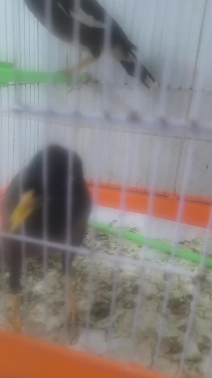 مرغمینا|پرنده|اردبیل, |دیوار