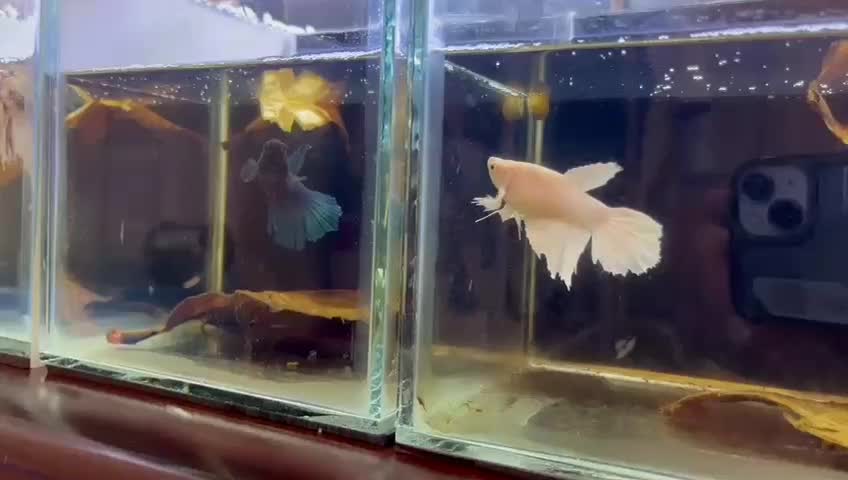 فایتر ماده هافمون|ماهی|تهران, آبشار|دیوار