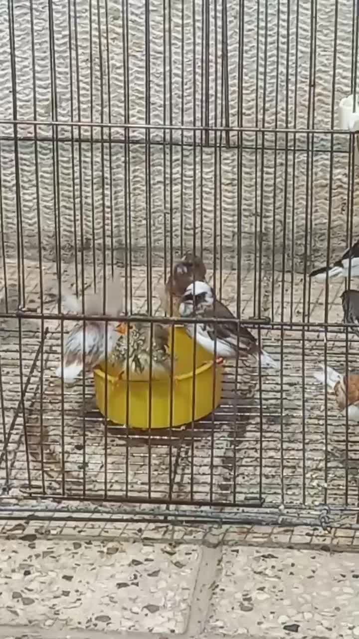 قفس فنچ گلدین .قفس ۵۲  پرون.فنچ ستاره ای بنگالی|لوازم جانبی حیوانات|شیراز, تندگویان|دیوار