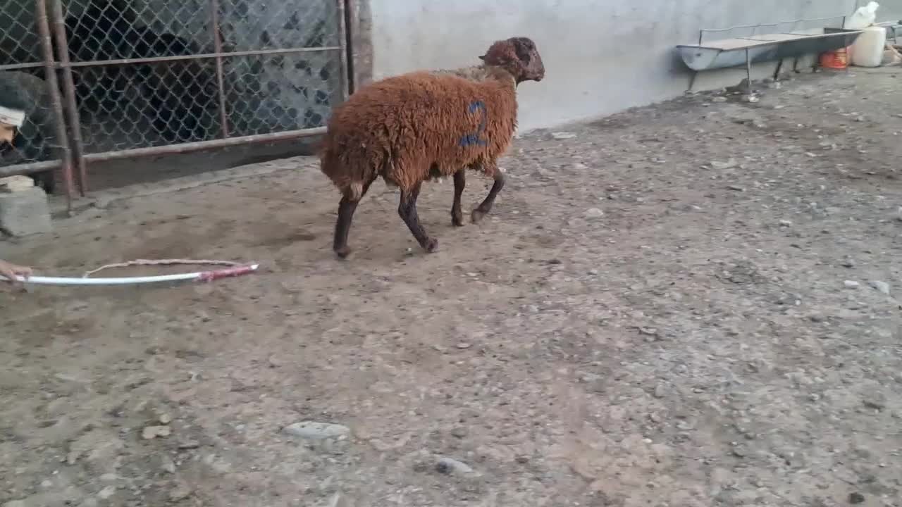 شیشک قوچ‌ هترو زیگوت(چندقلوزا)|حیوانات مزرعه|مشهد, بهاران|دیوار