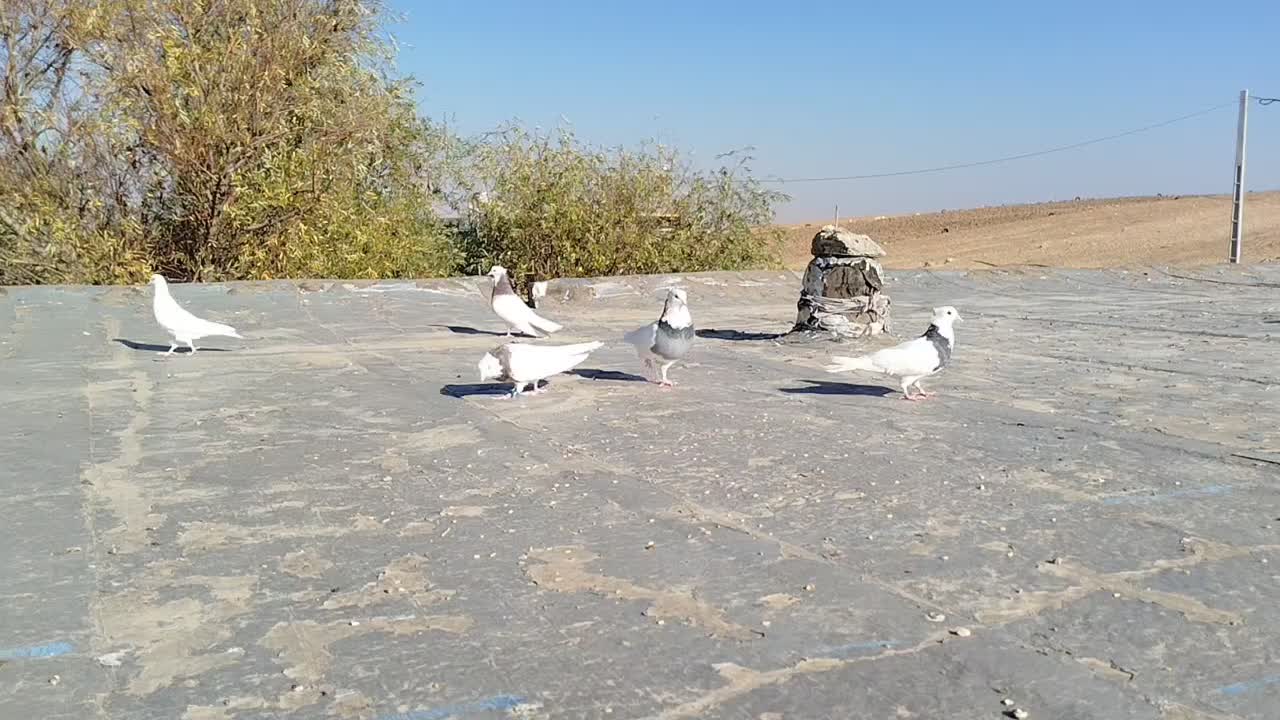 طوقی تهرانی|پرنده|ماهیدشت, |دیوار