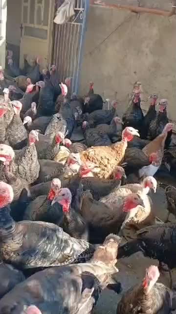 فروش بوقلمون برنز چاق  وگوشتی|حیوانات مزرعه|نورآباد, |دیوار