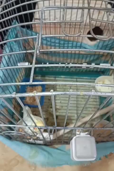 یک جفت عروس هلندی درجه یک با جوجه|پرنده|بومهن, |دیوار