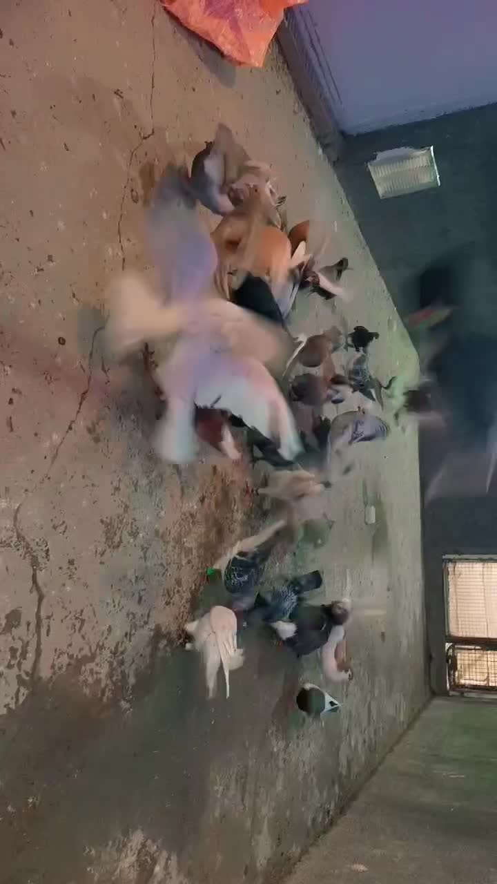 بوم|پرنده|نیشابور, فضل|دیوار