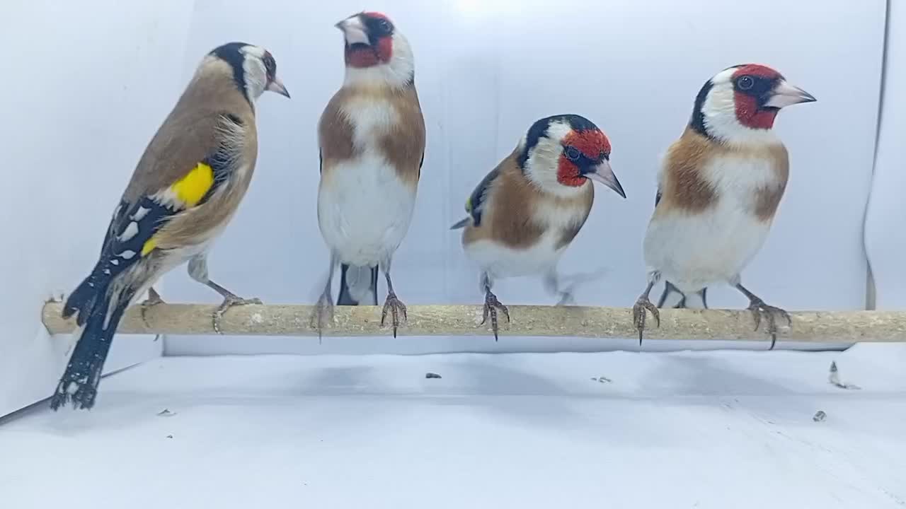 سهره گاوی|پرنده|شهریار, شهرک اداری تندگویان|دیوار