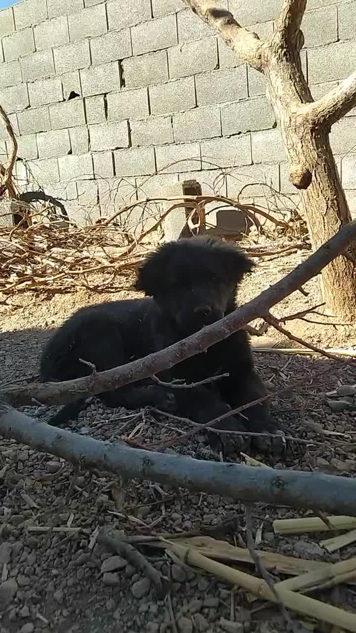 توله سگ قهدریجانی|سگ|شهرضا, |دیوار