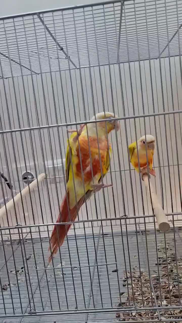 ردچیک راهب شاه طوطی گرینچیک|پرنده|مشهد, فاطمیه|دیوار