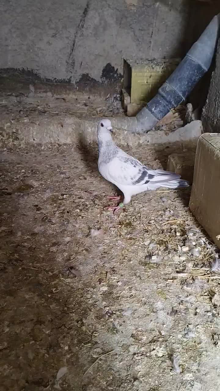 کبوتر شامی آلمانی نر|پرنده|لنجان, |دیوار