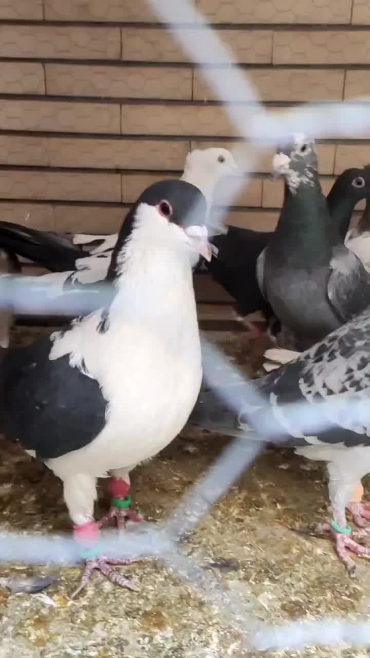 پلاکی،رنگی،دورگ|پرنده|لنجان, |دیوار