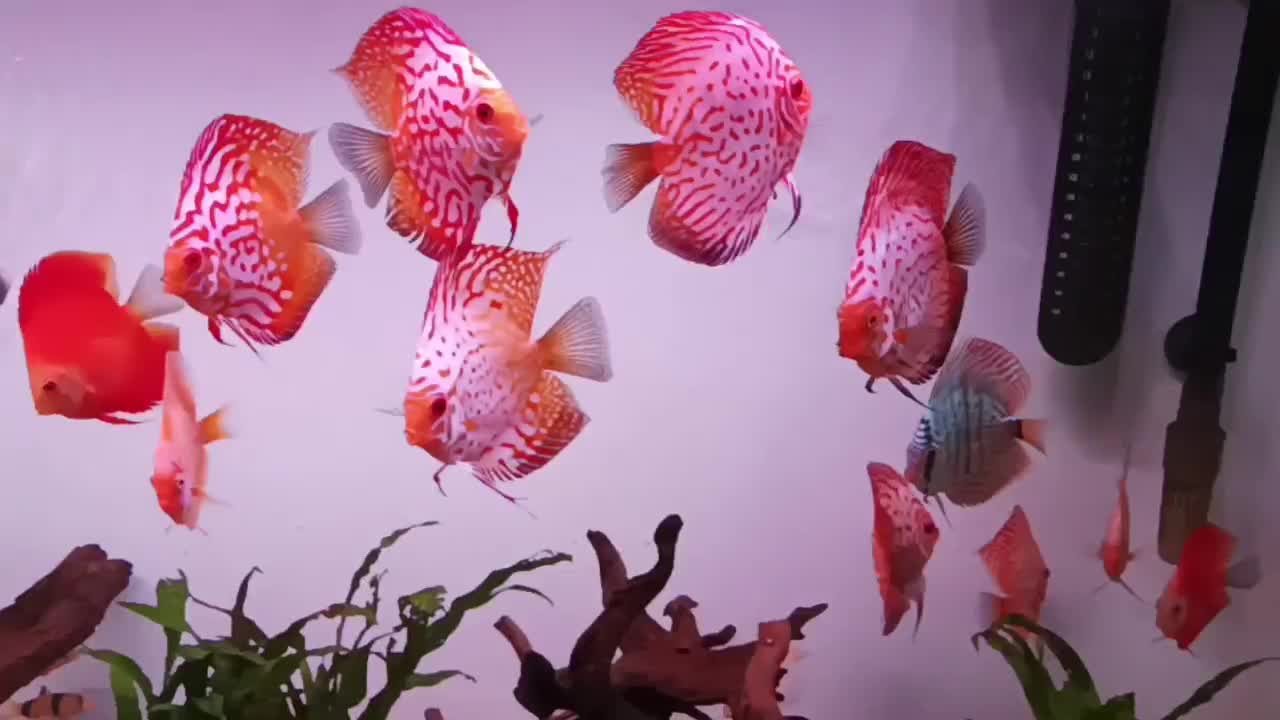 گله دیسکس|ماهی|محمدشهر, محمدشهر|دیوار