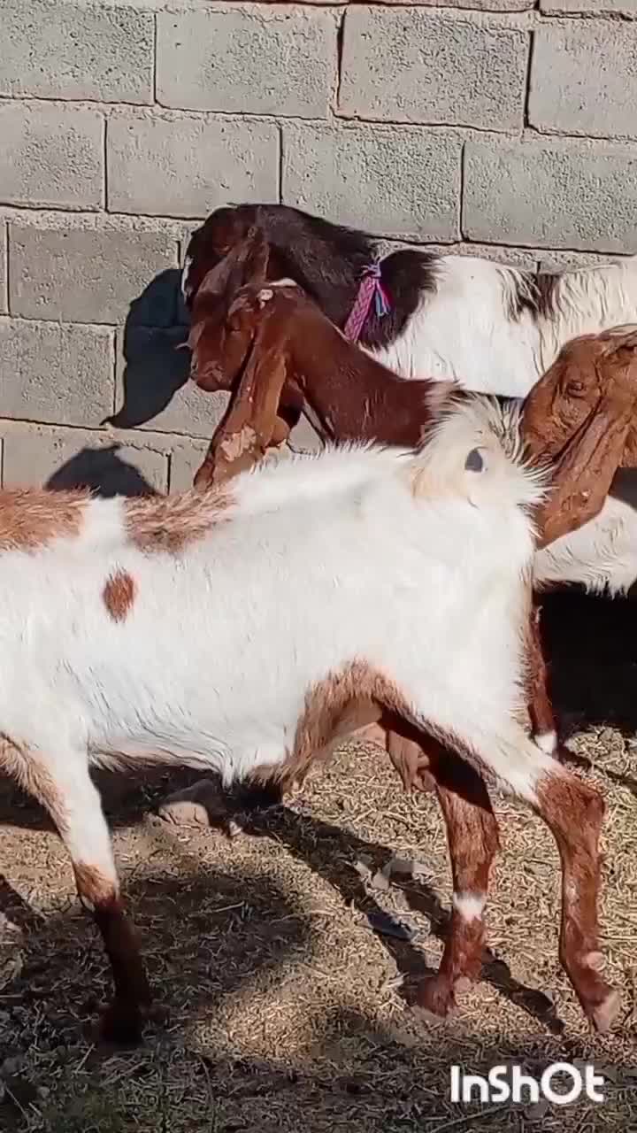 بز دورگ پاکستانی|حیوانات مزرعه|بردسکن, |دیوار