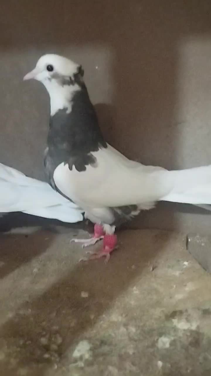 کفتریا کبوتر|پرنده|اقبالیه, |دیوار