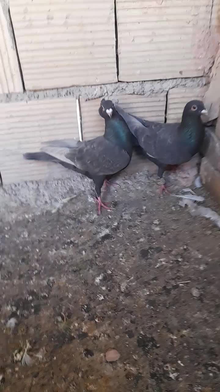 پرشی|پرنده|اسفراین, |دیوار