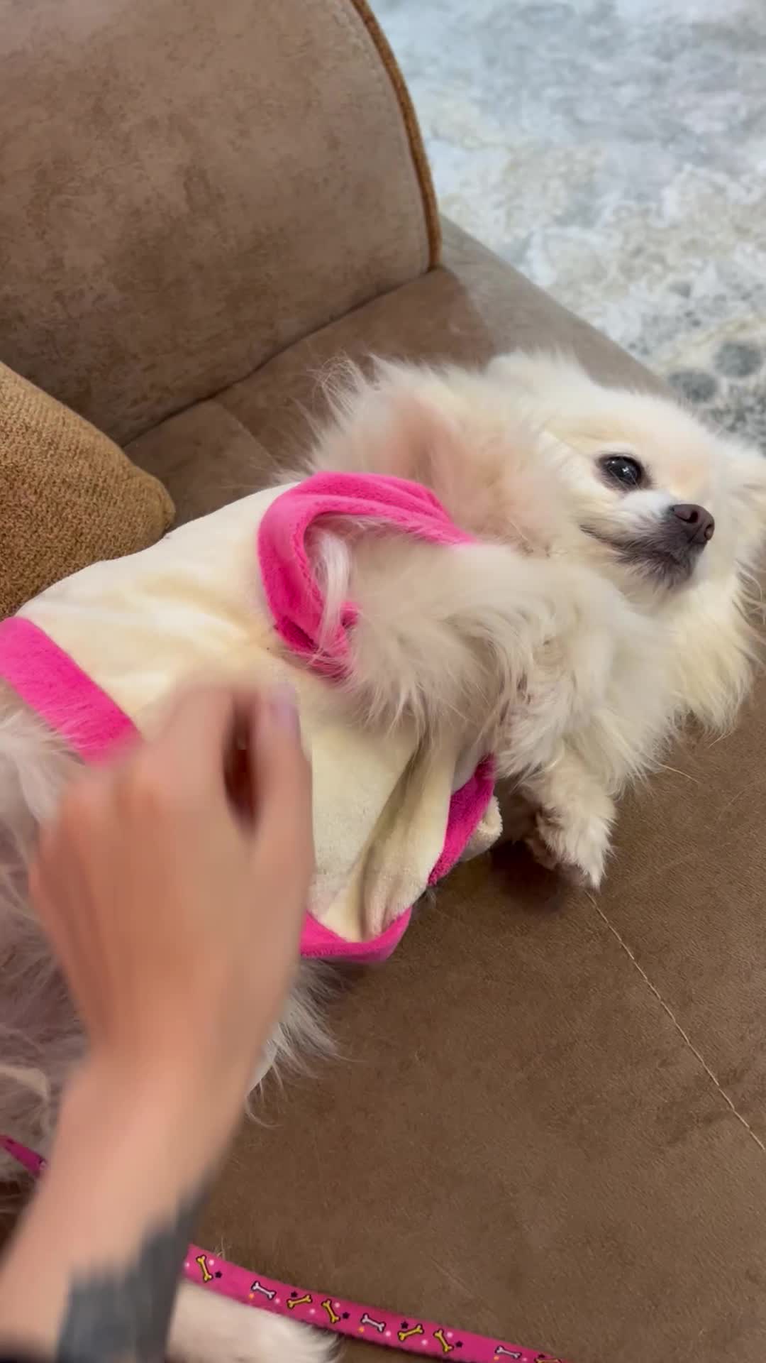 سگ‌پامر|سگ|فولادشهر, C8|دیوار