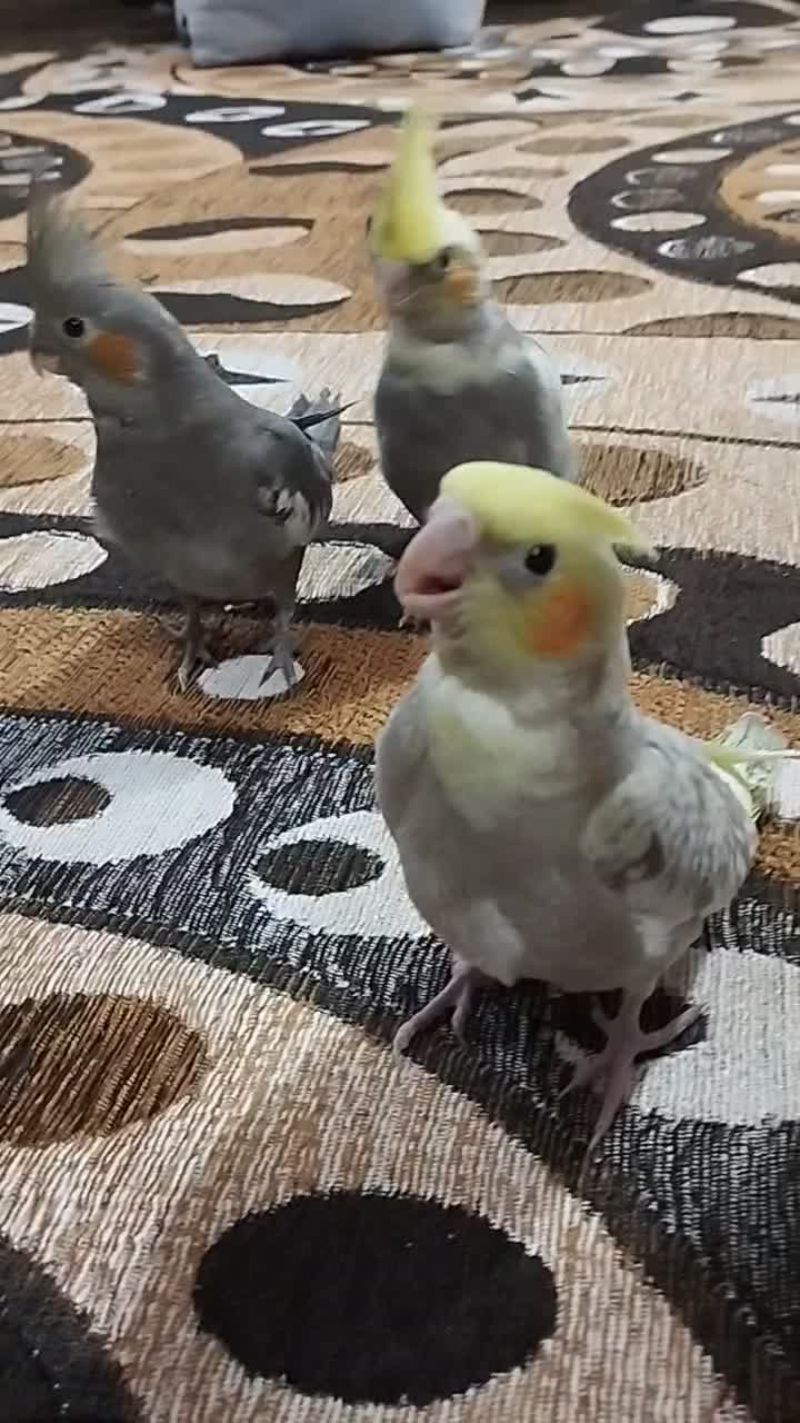 پرنده|پرنده|لاهیجان, لفمجان|دیوار