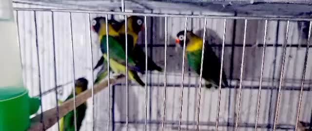 طوطی کوتوله برزیلی|پرنده|نهاوند, |دیوار